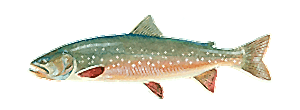 Arctic Char