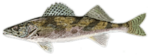 Sauger