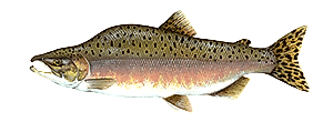 Pink Salmon