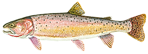Cutthroat Trout