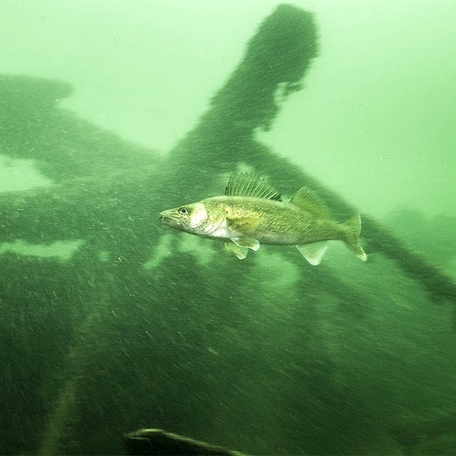Info on How to Catch Walleye at Night 