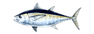 Blackfin Tuna