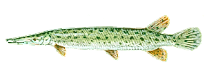 Florida Gar