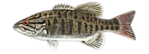 Smallmouth Bass