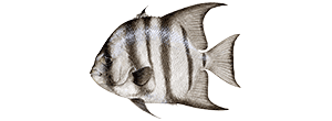 Atlantic Spadefish