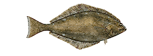 Pacific Halibut