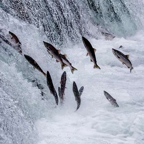 How to Catch Salmon
