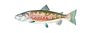 Chum Salmon