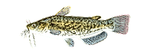 Brown Bullhead