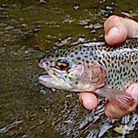 Top Fishing Spots In Wyoming
