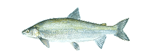 Lake Whitefish