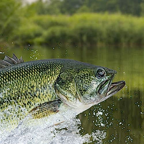 Practical bass fishing tips