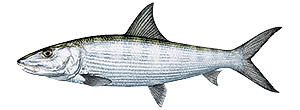 Bonefish