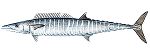 Wahoo