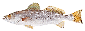Spotted Seatrout