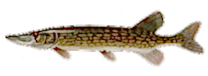 Chain Pickerel