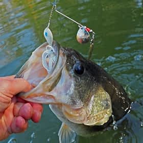 Local Ohio Fishing Reports