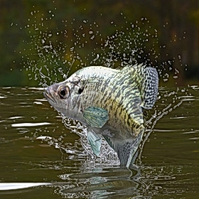 Rhode Island Fishing Regulations