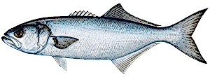 Bluefish