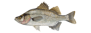 White Perch