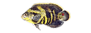 Oscar