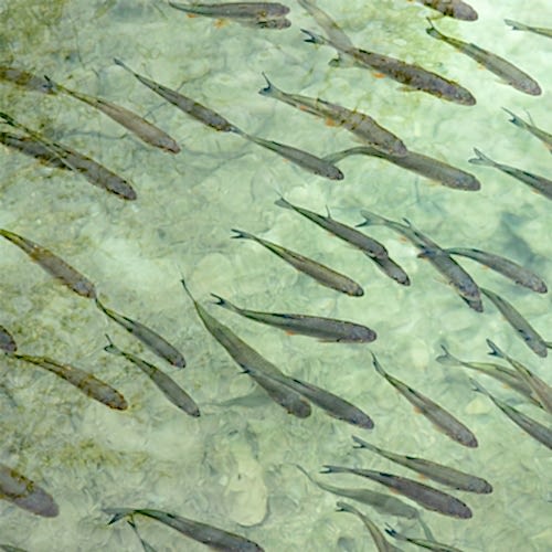Delaware Fish Facts