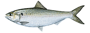 American Shad