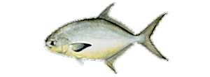 Pompano