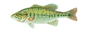 Spotted Bass