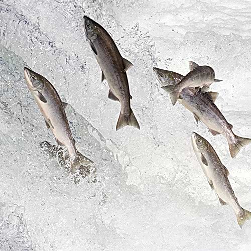 List of Most Common Saltwater Fish 