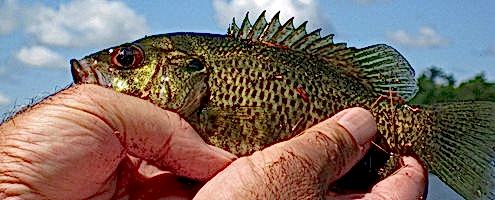 Get a Hawaii Freshwater Fishing License