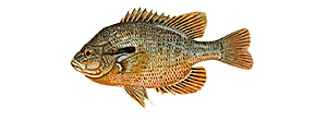 Redbreast Sunfish