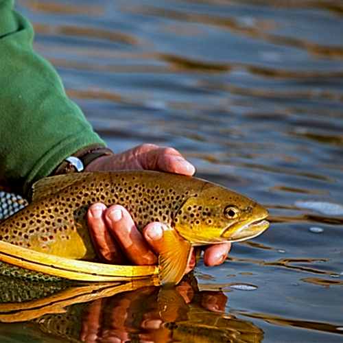 How to Release a Fish