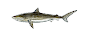 Tiger Shark