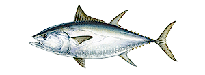 Bluefin Tuna