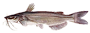 Channel Catfish
