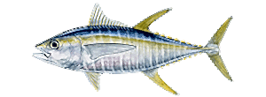 Yellowfin Tuna