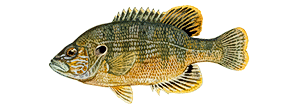 Green Sunfish