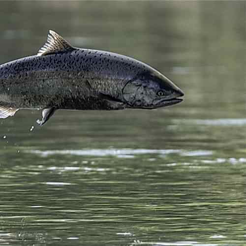Woman Angler Holding a Salmon