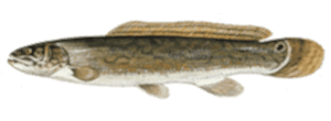 Bowfin