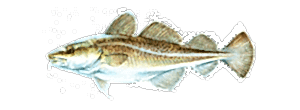 Atlantic Cod