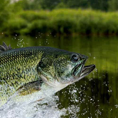 person holding a bass