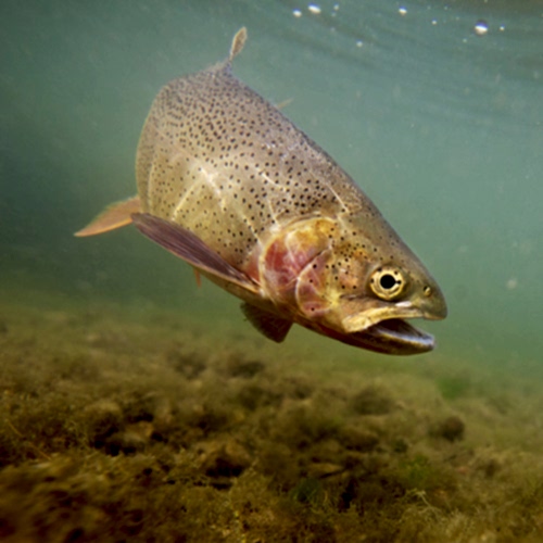 Fishing Basics on How to Catch Sea trout 