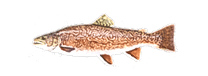 Tiger Trout