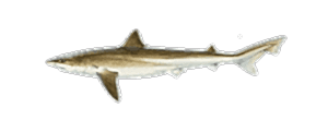 Tope Shark
