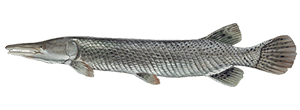 Alligator Gar