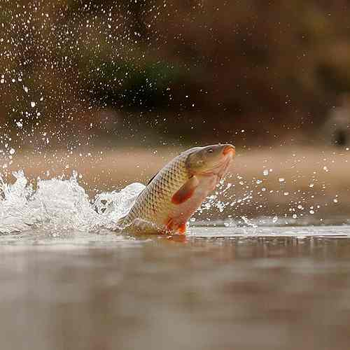 Beginner Tips on How to Catch Carp 