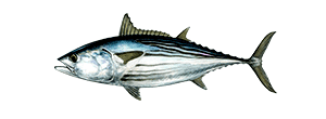 Black Skipjack