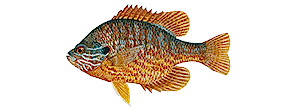 Pumpkinseed Sunfish