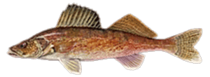 Walleye